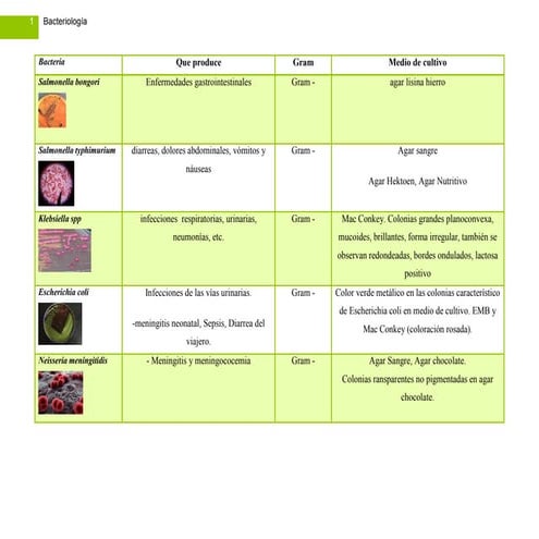 Tabla de bacterias y medio de cultivo