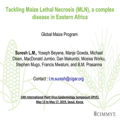 Tackling maize lethal necrosis (mln), a complex disease in eastern africa  dr...