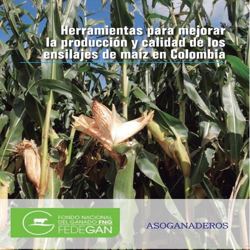 Herramientas para mejorar la producción y calidad de los ensilajes de maíz en...