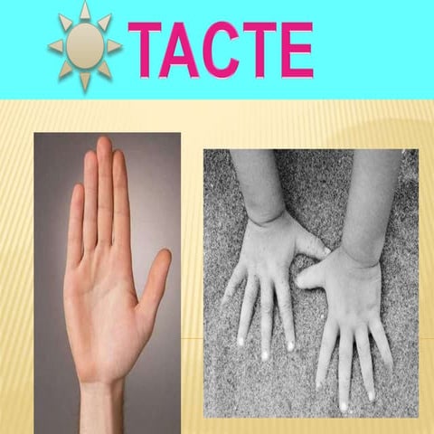 Tacte (2) | PPTX