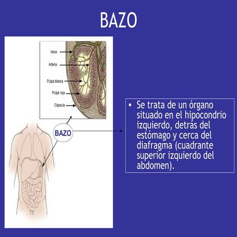 Bazo