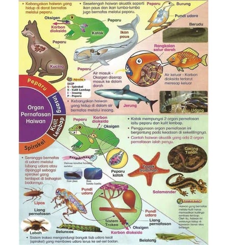 Tahun 4   pernafasan dan gerakbalas tumbuhan