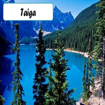 Bioma Taiga | PPTX