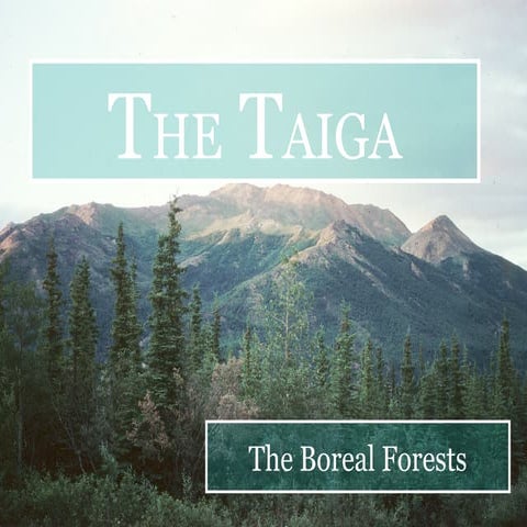 Taiga