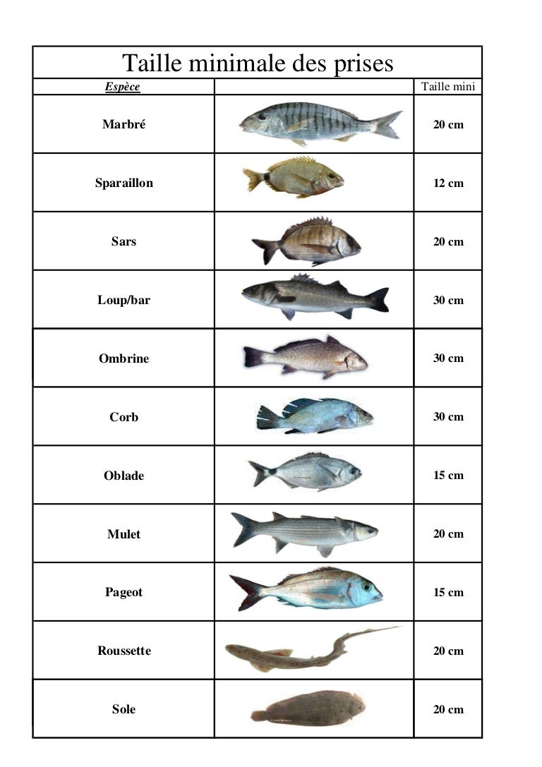 Taille poissonsx