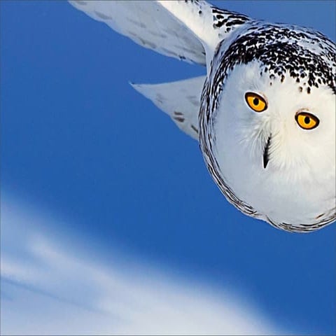 Taking a Bite out of Common Core