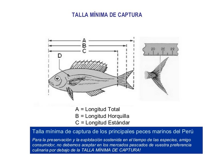 Talla mínima de captura de los principales peces marinos del perú