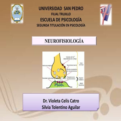 Taller 4 neuroplasticidad