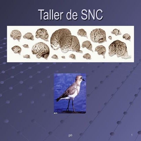 Taller c notas de snc 2015 1