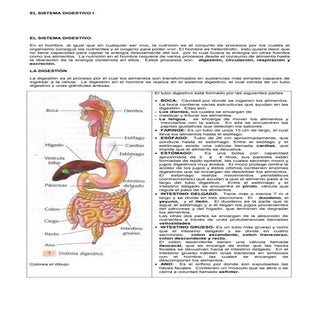 Taller - sistema digestivo humano