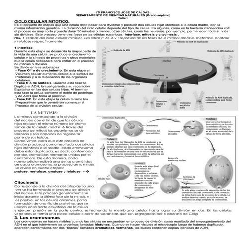 Taller sobre mitosis y meiosis