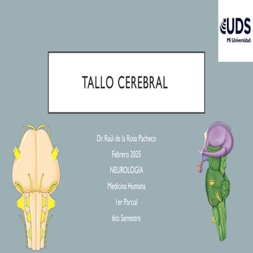 TALLO CEREBRAL EN ANATOMIA HUMANA 1 , ESTUDIANTES | PPTX