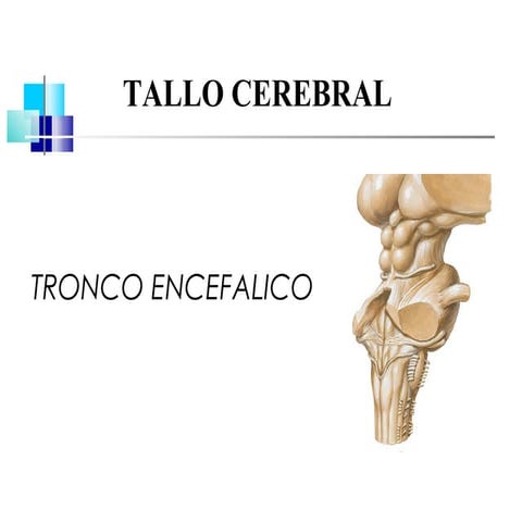Tallo encefálico