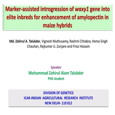 Marker-assisted introgression of waxy1 gene into elite inbreds for enhancemen...