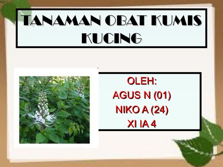 Tanaman Kumis Kucing