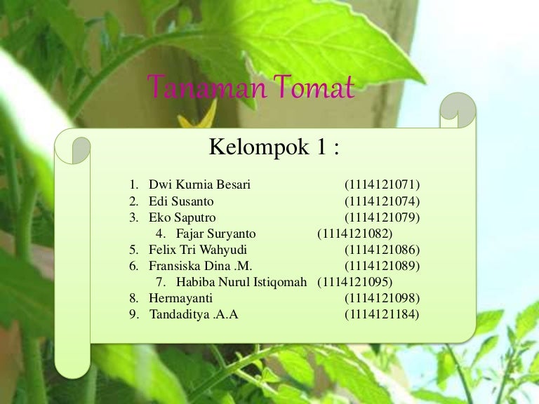 Tanaman Tomat