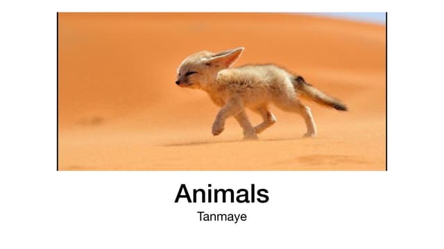Animals - for kids 