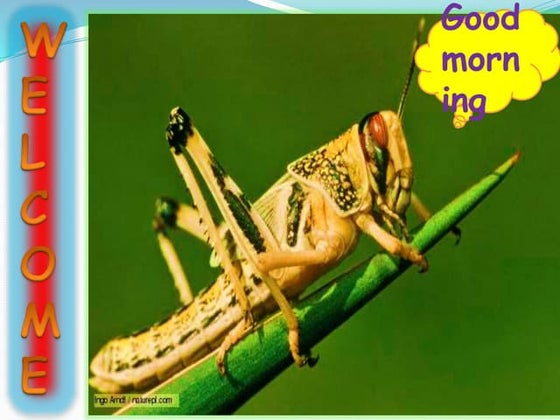 Moulting in Insect by sami | PPSX | Skin and Dermatology | Diseases and ...