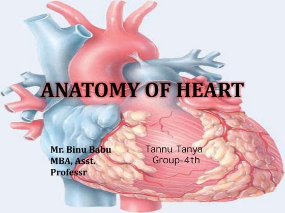 Human Heart Anatomy Ppt Download Cardiovascular Anatomy & Physiology