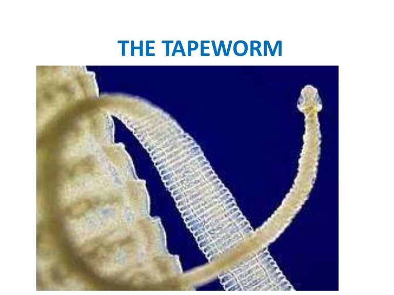tapeworms pierdere în greutate fancl fat burner