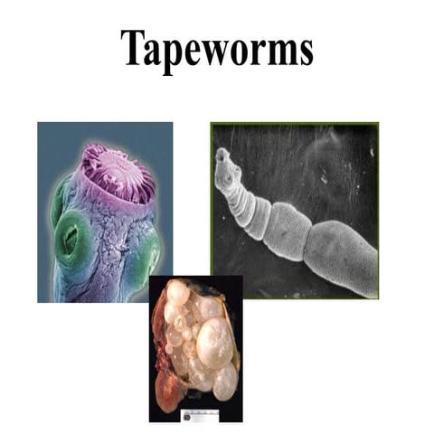 Tapeworms   kb labs