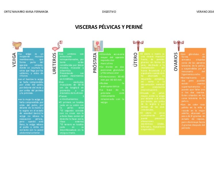 fascia entre próstata y peroneo
