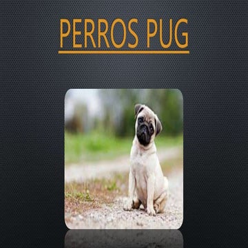 pug raza de perro monografia.docx