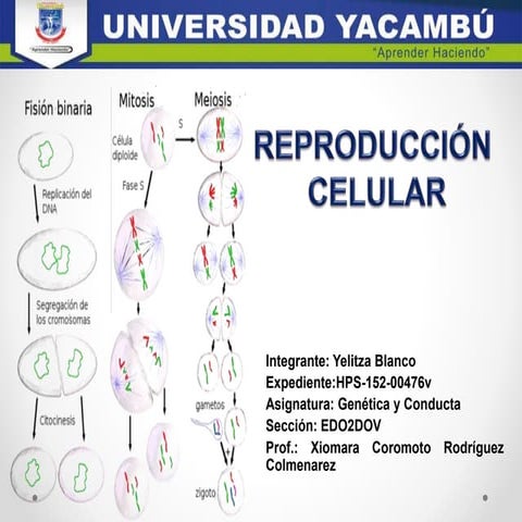 Reproducción celular