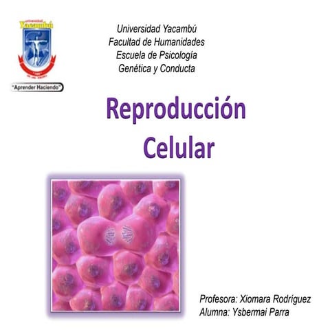 Reproduccion celular.ysbermai parra