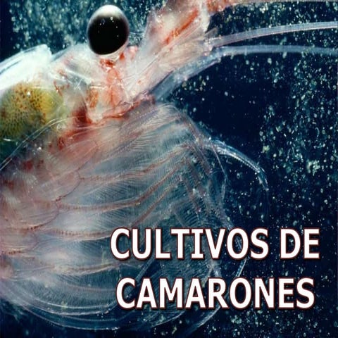 Cultivo de Camarones