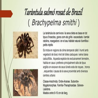 Taràntula salmó rosat de brazil