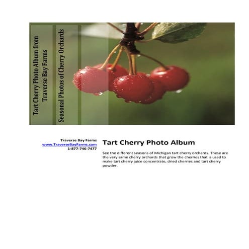 Tart Cherry Photo Album of Cherry Orchards | PDF | Desserts and Baking ...