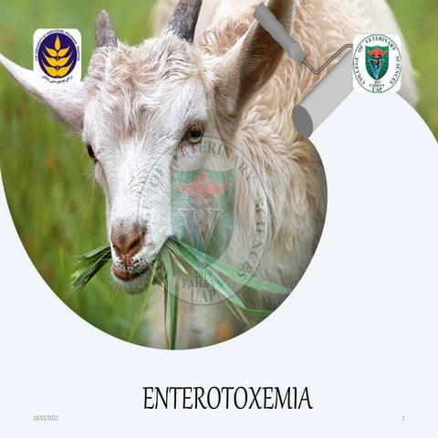 Enterotoxemia in sheep Goat 