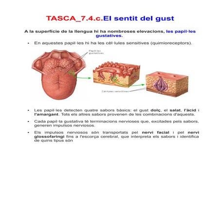 Tasca 7.4.c.el sentit del gust | PDF
