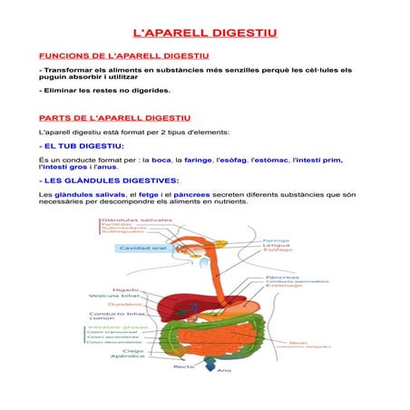 Tasca parts i funcions de l'aparell digestiu