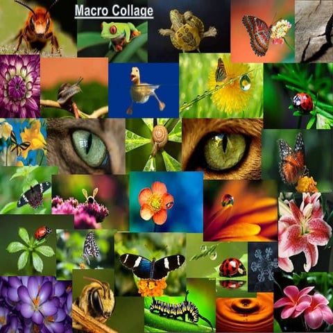 Collage (Macro & Landscape)