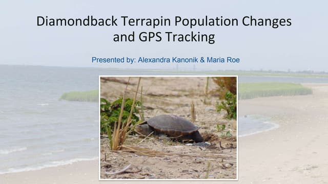  Terrapin trends in Jamaica Bay-fall 2018 Task Force Presentation