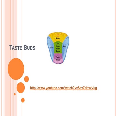 Taste  Buds