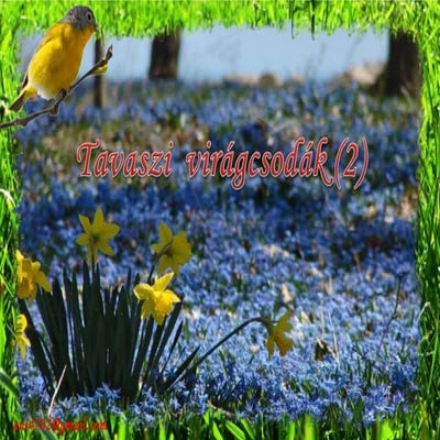 Tavaszi virágcsodák(2)+ani (nx power lite)
