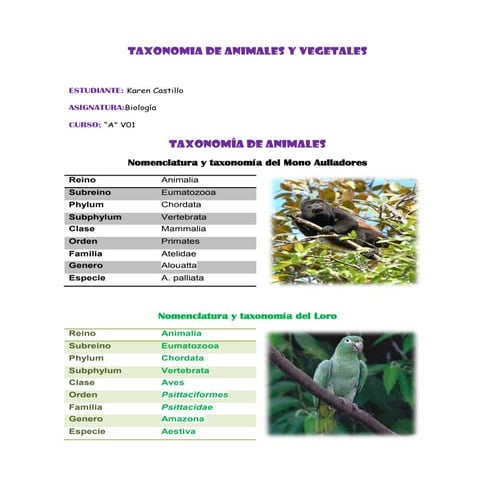 Taxonomia