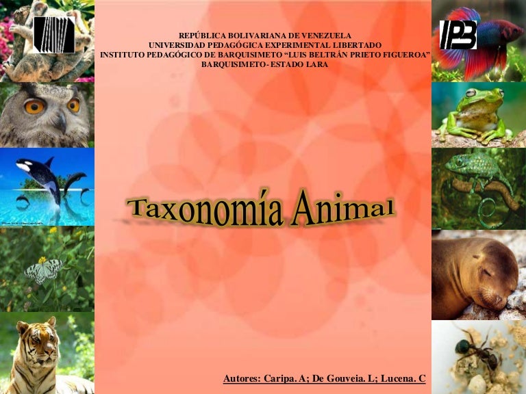Taxonomia animal