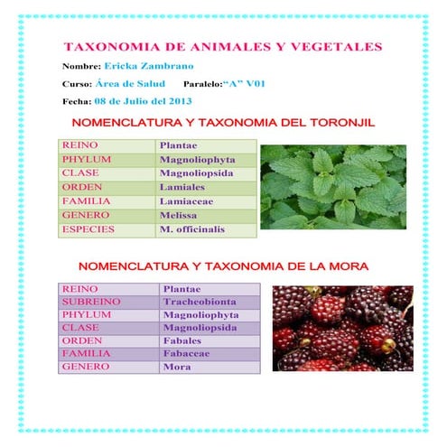 Taxonomia de animales y vegetales