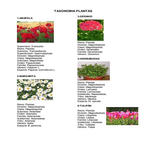Taxonomia plantas