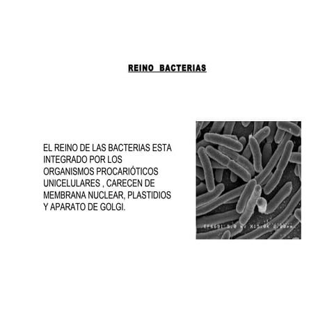  Reino de las  bacterias