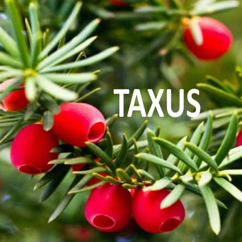 Taxus -Morphological ,anatomical and reproductive features &Economic importance