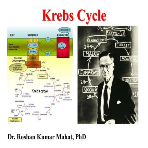 TCA cycle/Krebs cycle/Citric acid cycle