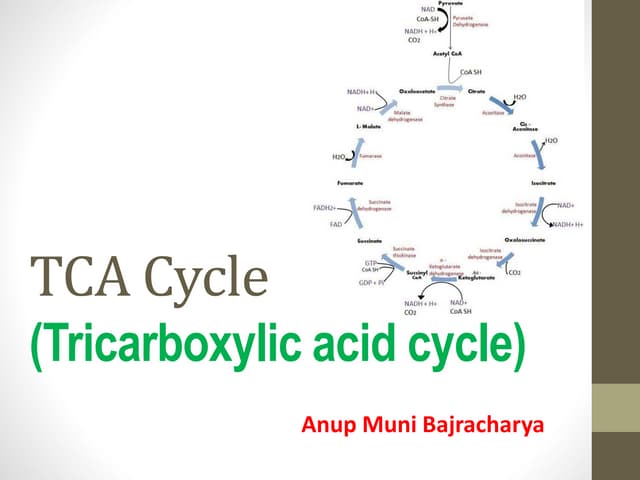 TCA cycle (Tricarboxylic acid cycle)