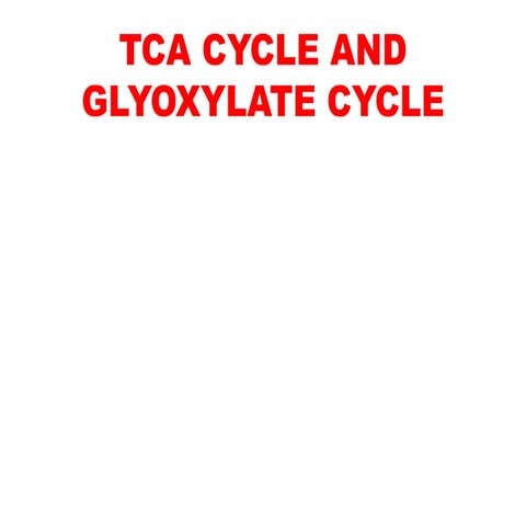 TCA & glyoxylate cycle