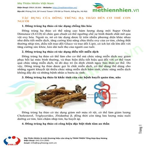 Tác dụng của đông trùng hạ thảo đến cơ thể con người