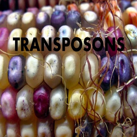 TRANSPOSONS